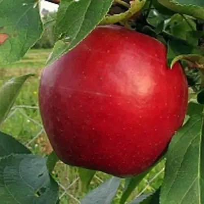 Яблоня РЕДФРИ в Бобруйске