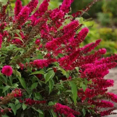 Буддлея давида РОЯЛ РЕД в Бобруйске