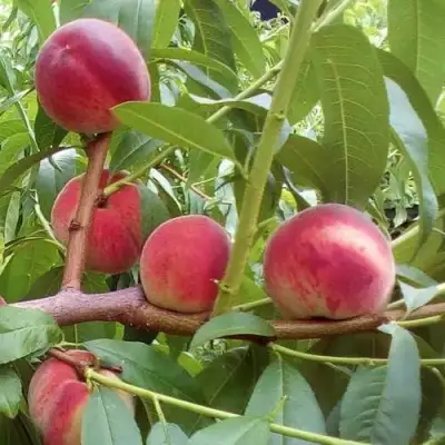 Персик КИЕВСКИЙ РАННИЙ в Бобруйске