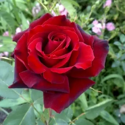 Роза ТАБУ чайно-гибридная в Бобруйске