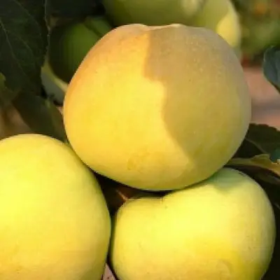 Яблоня АНТОНОВКА ЗОЛОТАЯ в Бобруйске