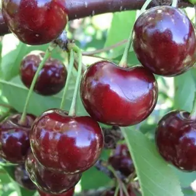 Вишня ЖАДАНА в Бобруйске