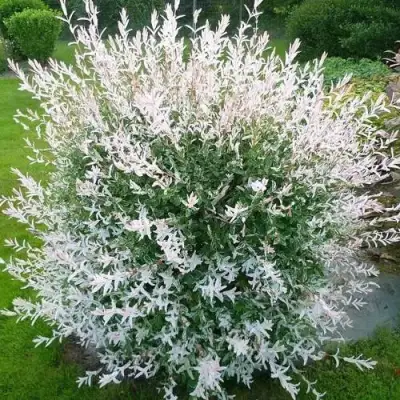 Ива ХАКУРО НИШИКИ в Бобруйске