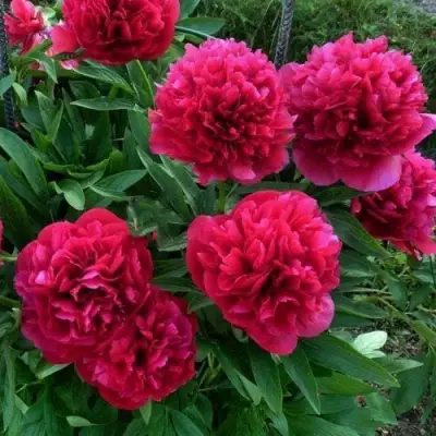 Пион БЕЛГРАВИЯ травянистый в Бобруйске