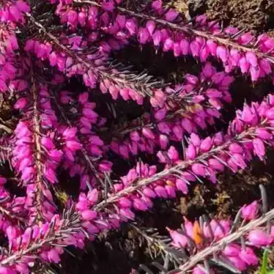 ЭРИКА "АЛЬПИЙСКИЙ ВЕРЕСК" (зимующая) сорт АТРОРУБРА в Бобруйске