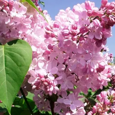 Сирень АДЕЛИНА в Бобруйске