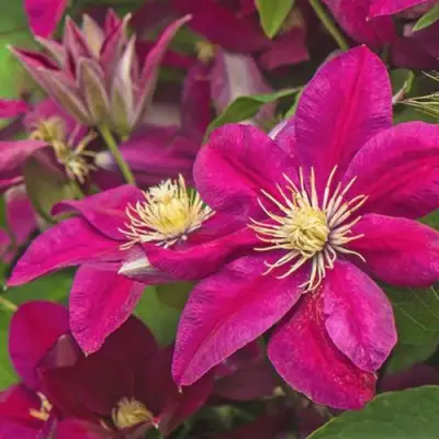 Клематис ЭРНЕСТ МАРКХАМ в Бобруйске