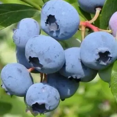 Голубика ДАРРОУ в Бобруйске