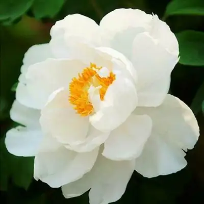 Пион ЛЕТНИЙ ДВОРЕЦ древовидный в Бобруйске