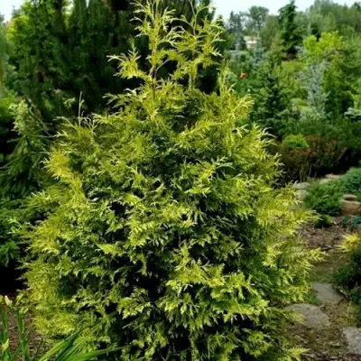 Туя ЗЕБРИНА ЭКСТРА ГОЛД складчатая в Бобруйске