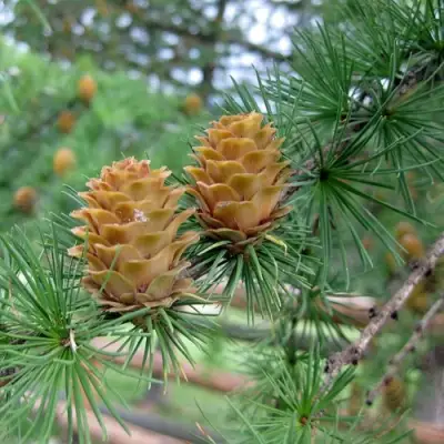 Лиственница КЕМПФЕРА в Бобруйске