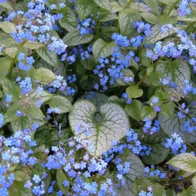 Бруннера ДЖЭК ФРОСТ в Бобруйске