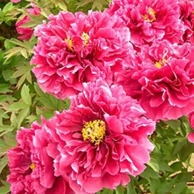 Пион ВОСХОД СОЛНЦА древовидный в Бобруйске