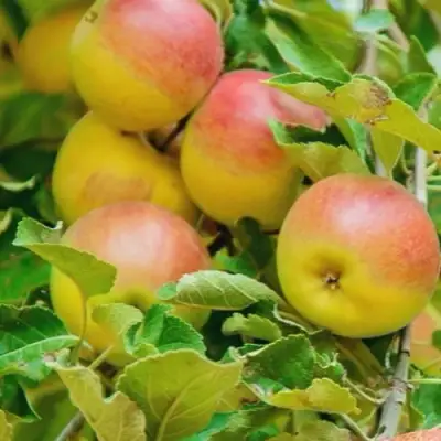 Яблоня ПАМЯТЬ БЛЫНСКОГО колонновидная в Бобруйске