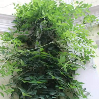 Глициния макростахия БЛЮ МУН в Бобруйске