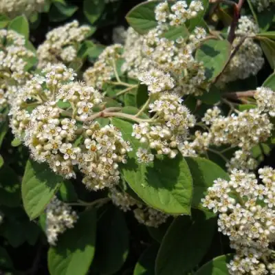 Кизильник пузырчатый в Бобруйске