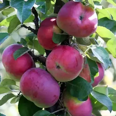 Яблоня ЕСЕНИЯ колонновидная в Бобруйске