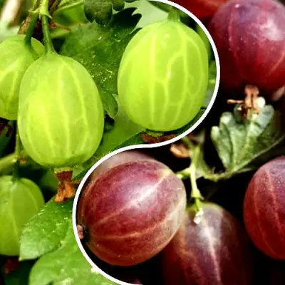 Комплект СКАЗКА в Бобруйске