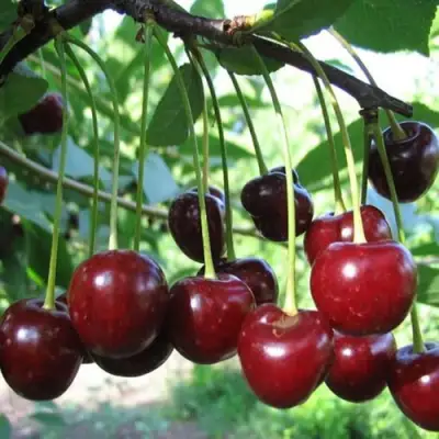 Вишня БЫСТРИНКА в Бобруйске