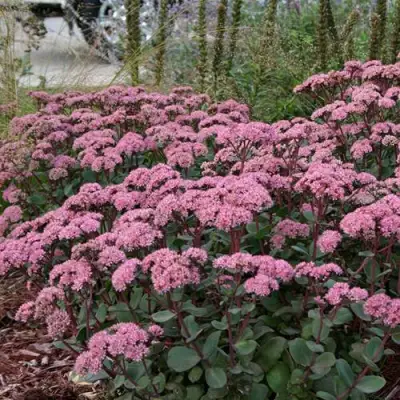 Очиток (седум) МАТРОНА в Бобруйске