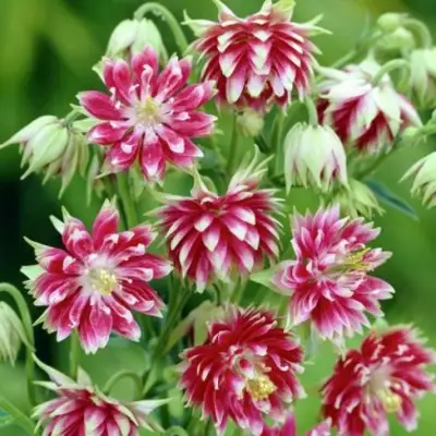 Аквилегия БАРЛОУ НОРА гибрид МакКаны в Бобруйске