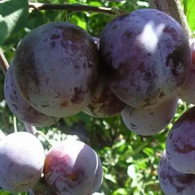 Слива РЕНКЛОД ХАРИТОНОВОЙ в Бобруйске