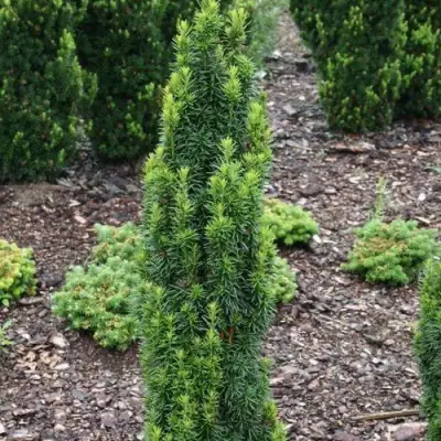 Тис ВОЙТЕК средний  в Бобруйске