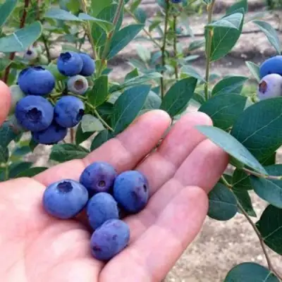 Голубика НОРТ КАНТРИ в Бобруйске