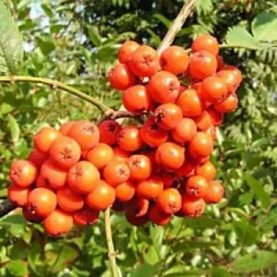 Рябина КОНЦЕНТРА сладкоплодная в Бобруйске