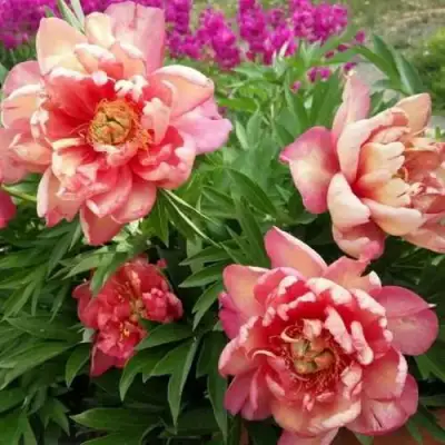 Пион ДЖУЛИЯ РОУЗ ито-гибрид в Бобруйске