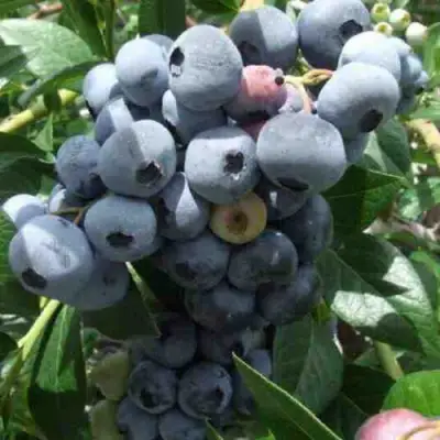 Голубика КРОЭТЭН в Бобруйске