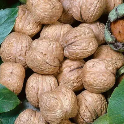 Грецкий орех ПРЕЗИДЕНТ в Бобруйске