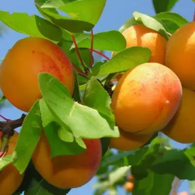 Абрикос КИЕВСКИЙ РАННИЙ в Бобруйске