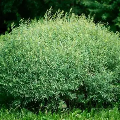 Ива НАНА пурпурная в Бобруйске