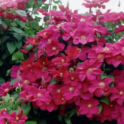 Клематис РУЖ КАРДИНАЛ в Бобруйске