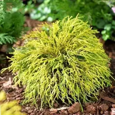 Кипарисовик ВАВЕЛ горохоплодный в Бобруйске