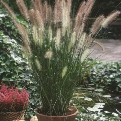 Пеннисетум ХАМЕЛН в Бобруйске