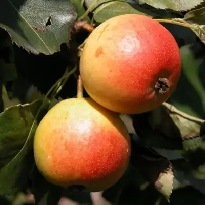 Груша АЛЁНУШКА в Бобруйске