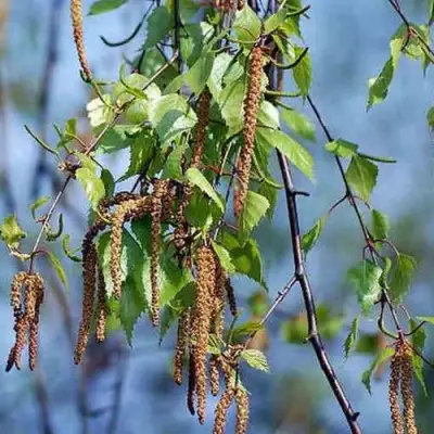 Береза ПОВИСЛАЯ в Бобруйске