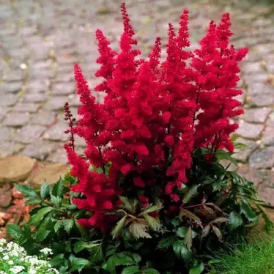 Астильба ГЛАТ Арендса в Бобруйске