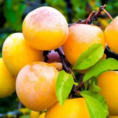 Слива МИНСКАЯ в Бобруйске