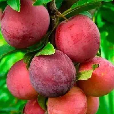 Слива КЛЕОПАТРА в Бобруйске