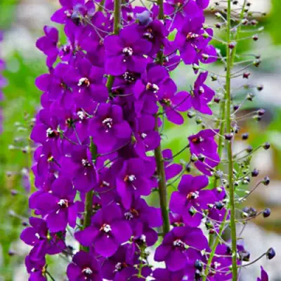 Коровяк ВИОЛЕТТА (вербаскум) в Бобруйске