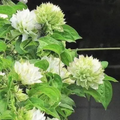 Клематис КОХАНА в Бобруйске