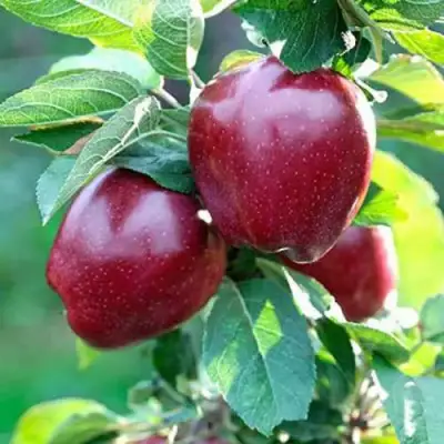 Яблоня РЕД ДЕЛИШЕС в Бобруйске