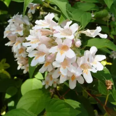 Кольквиция прелестная в Бобруйске