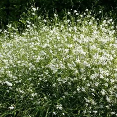 Венечник ветвистый в Бобруйске