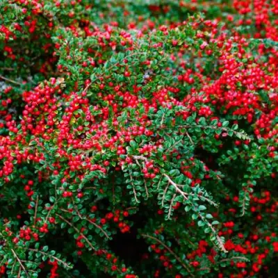 Кизильник горизонтальный в Бобруйске