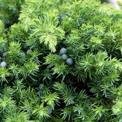 Можжевельник ШЛЯГЕР прибрежный в Бобруйске