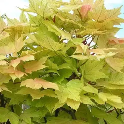 Клен ложноплатановый в Бобруйске